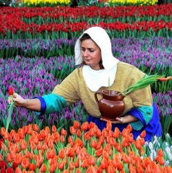 Цветочная парадигма Голландии с Еленой Писаревой