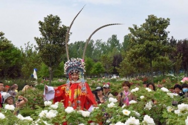 Фестиваль пионов в Лояне и цветение сакуры в парках Пекина