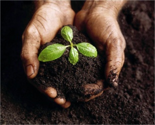 Создание плодородной почвы на участке. Удобрения и компосты