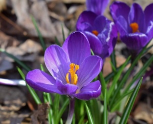 Первоцветы и весенние заботы: апрель, май. Лекция Елены Соловьевой