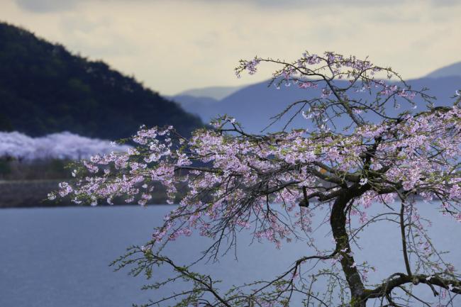Сады и парки Кореи, или Цветение Королевской вишни в Стране Утренней Свежести