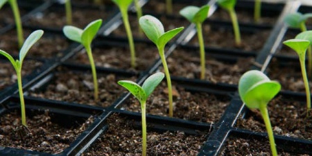 Лекция «Выращивание рассады из семян» 