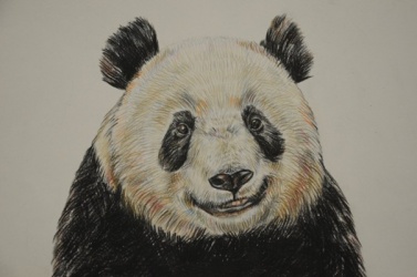 Мастер-класс «Панда цветными карандашами»